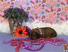 dachshund puppy posted by little paws kennel